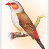 Orange-cheeked Waxbill.