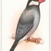 Java Sparrow.