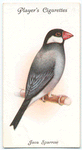 Java Sparrow.