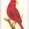 Virginian Cardinal.