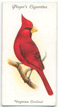 Virginian Cardinal.