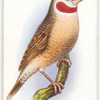 Ribbon or Cut-throat Finch.