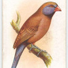 Violet-eared Waxbill.