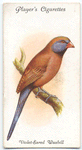 Violet-eared Waxbill.