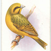 Green Singing FInch.