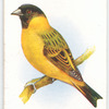 Black-headed Siskin.
