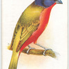 Nonpareil Bunting.