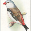 Diamond Finch.