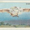 "Ader" flying machine.