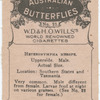 Heteronympha Merope.