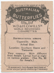 Heteronympha Merope.