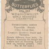 Heteronympha Merope.