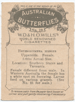Heteronympha Merope.