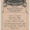 Papilio Anactus.