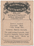 Papilio Anactus.