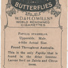 Papilio Sthenelus.