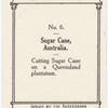 Sugar Cane, Australia.