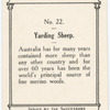 Yarding Sheep.