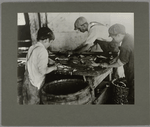 Boys cutting fish in a sardine cannery, August 1911