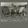 In the cotton fields..., September 1913