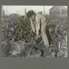 An eight-year-old boy pulling beets, Oct. 1915