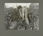 An eight-year-old boy pulling beets, Oct. 1915