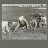 This four-year-old girl and her brother, seven years old, are working on an cranberry bog, September 1910