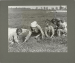 This four-year-old girl and her brother, seven years old, are working on an cranberry bog, September 1910