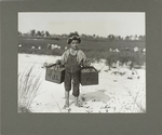 Salvin, 5-year-old, carries two pecks of cranberries..., September 1910