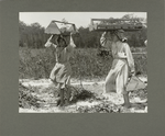 Ann... and Andenito... are carrying berries from the field to the shed..., May 1910.