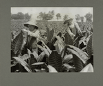 Willy and Ora... worming and topping tobacco, August 1916