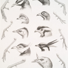 Pavo cristatus, Polyplectron thibetanum, Argus giganteus, Crossoptilon mantchuricum. Lophorphorus impeyanus, Tetraophasis obscurus, Ceriornis Temmincki, Pucrasia macrolopha. Meleagris callopavo.
