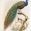 Pavo cristatus.