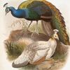 Pavo nigripennis.
