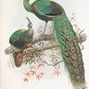 Pavo muticus.