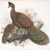 Polyplectron bicalcaratum.