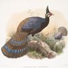 Polyplectron emphanum.