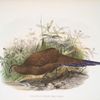 Polyplectron chalcurum.