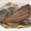 Argus giganteus.