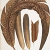 1-3. Argus ocellatus; 4. Argus bipunctatus.