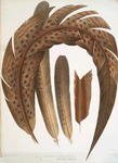 1-3. Argus ocellatus; 4. Argus bipunctatus.