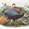 Lophophorus Impeyanus.