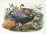 Lophophorus Impeyanus.