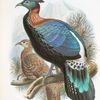 Lophophorus Lhuysii.