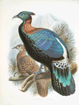 Lophophorus Lhuysii.
