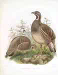 Tetraophasis obscurus.