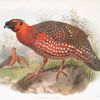 Ceriornis satyra.