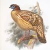 Ceriornis Caboti.