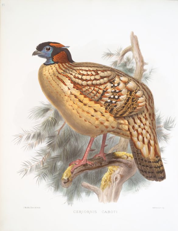 Ceriornis Caboti. - NYPL Digital Collections
