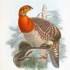 Ceriornis Blythii.
